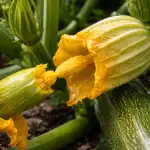 A korai betakarítás titka, avagy miért virágzik üregesen a cukkini? a-korai-betakaritas-titka-avagy-miert-viragzik-uregesen-a-cukkini.png