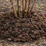 A málna tavaszi trágyázásának titkos módszere a kártevőmentes rekordtermés érdekében a-malna-tavaszi-tragyazasanak-titkos-modszere-a-kartevomentes-rekordtermes-erdekeben.png