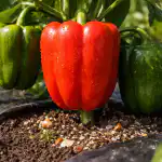 A nehéz gyümölcsök titka, avagy miért nőtt kicsire a paprikád a-nehez-gyumolcsok-titka-avagy-miert-nott-kicsire-a-paprikad.png