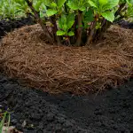 A tűlevelűek őszének titkai a tavaszi robbanásszerű bokrosodáshoz a-tuleveluek-oszenek-titkai-a-tavaszi-robbanasszeru-bokrosodashoz.png