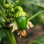 Az üreges virágzás a paprikán többé nem probléma az-ureges-viragzas-a-paprikan-tobbe-nem-problema.png
