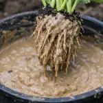 H1 A példátlanul korai káposztatermés titka: egy egyszerű trükk a gyökerekkel h1-a-peldatlanul-korai-kaposztatermes-titka-egy-egyszeru-trukk-a.png