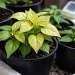 Ha a fiatal paprika hirtelen elveszíti dús zöld színét és ijesztően világos lesz, ne kapkodja el a nitrogéntrágyát. Az ok legtöbbször nem a talaj tápanyaghiánya, hanem az alacsony hőmérséklet miatti fiziológiai kábulat, amely gátolja a mikrotápanyagok felszívódását. Évek óta figyelem ezt a képet az ablakpárkányaimon, és kidolgoztam egy világos algoritmust arra, hogyan lehet a növényeket pár nap alatt, túl sok pénzköltés nélkül visszahozni az életbe. ha-a-fiatal-paprika-hirtelen-elvesziti-dus-zold-szinet-es.png