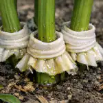 Hogyan lehet megmenteni a bazsarózsákat a hangyáktól egy reggel egy bevált módszerrel hogyan-lehet-megmenteni-a-bazsarozsakat-a-hangyaktol-egy-reggel-egy.png