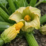 Miért csak üreges virágok nőnek a cukkinin, és hogyan lehet ezt egy nap alatt kijavítani? miert-csak-ureges-viragok-nonek-a-cukkinin-es-hogyan-lehet.png