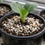 Miért hervadnak el a káposztacsírák az ablakpárkányon még rendszeres öntözés mellett is? miert-hervadnak-el-a-kaposztacsirak-az-ablakparkanyon-meg-rendszeres-ontozes.png