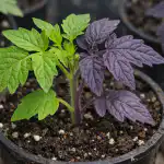 Miért lilulnak a paradicsompalánták és hogyan lehet ezt egyik napról a másikra megállítani? miert-lilulnak-a-paradicsompalantak-es-hogyan-lehet-ezt-egyik-naprol.png