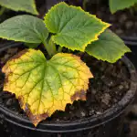 Rejtett káliumtrágya csapda, miért sárgulnak meg hirtelen tavasszal az uborka palánták? rejtett-kaliumtragya-csapda-miert-sargulnak-meg-hirtelen-tavasszal-az-uborka.png